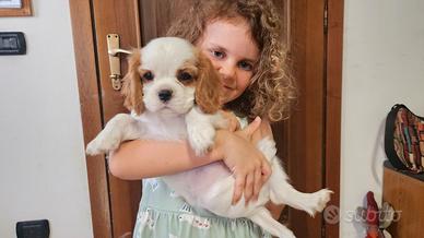 Femminuccia Cavalier king con pedigree