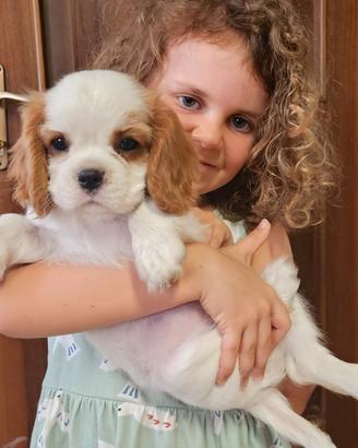 Femminuccia Cavalier king con pedigree