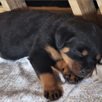 Cuccioli di rottweiler