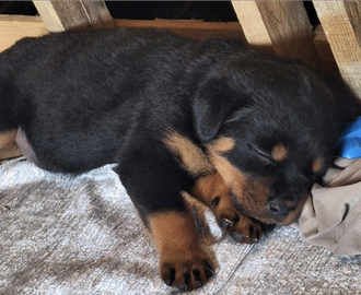 Cuccioli di rottweiler