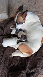 Cuccioli di jack russel