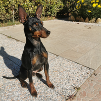 Cane pinscher per accoppiamento