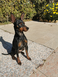 Cane pinscher per accoppiamento