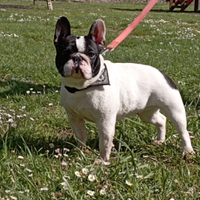 Cuccioli Bouledogue francese