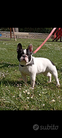Cuccioli Bouledogue francese