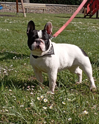 Cuccioli Bouledogue francese
