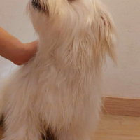 1 maschietto Bichon Maltese