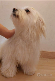 1 maschietto Bichon Maltese