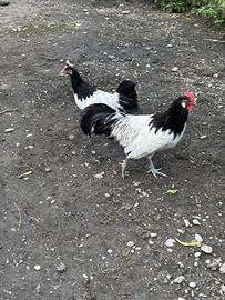 Coppia Lakendefer