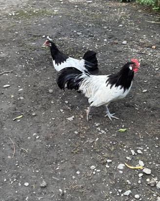 Coppia Lakendefer