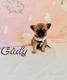 Chihuahua femmina con pedigree enci