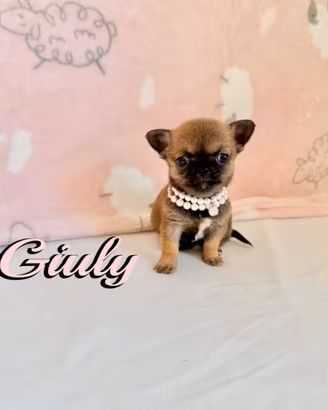 Chihuahua femmina con pedigree enci