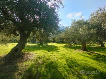 Terreno Agricolo con lotto Edificabile Altavilla