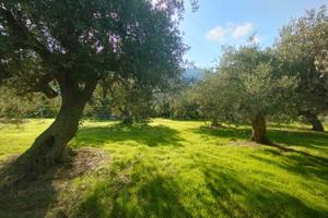Terreno Agricolo con lotto Edificabile Altavilla