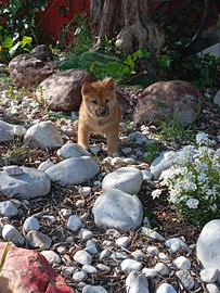 SHIBA INU con pedigree ENCI