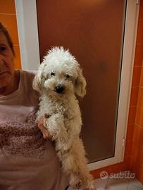 Barboncino champagne