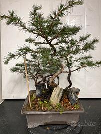 Bosco bonsai di cedro atlantico