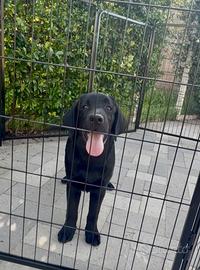 Labrador pedigree