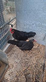 Galline