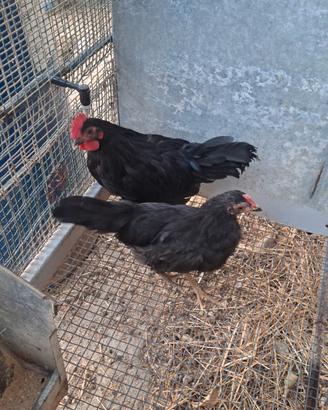 Galline