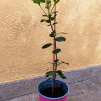 Piantina Raphiolepis Umbellata