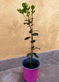 Piantina Raphiolepis Umbellata