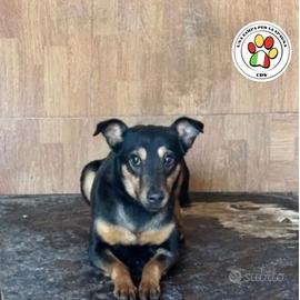 TEA dal musino splendido