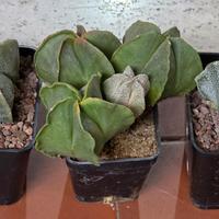 Lotto Astrophytum myriostigma