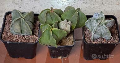 Lotto Astrophytum myriostigma