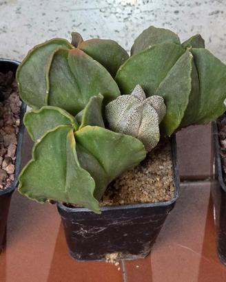 Lotto Astrophytum myriostigma