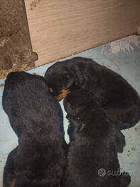 Cuccioli di Rottweiler