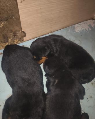 Cuccioli di Rottweiler