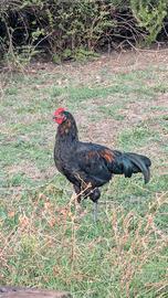 Galline ovaiole Australorp