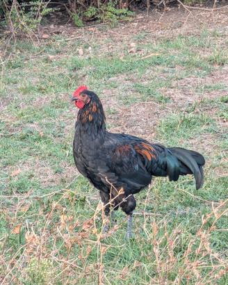 Galline ovaiole Australorp