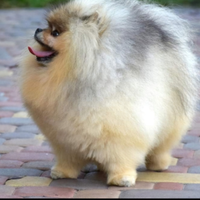 Spitz di pomerania Nano