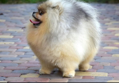 Spitz di pomerania Nano