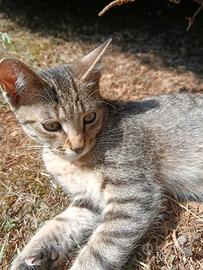 Gattino di 3 mesi tigrato