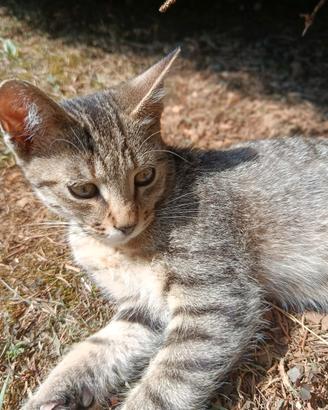 Gattino di 3 mesi tigrato