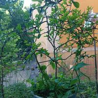 Pianta arancio trifogliato o Ponciro altezza cm 60