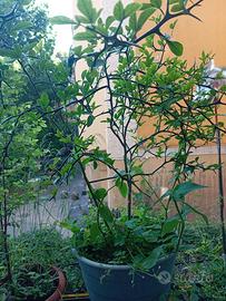 Pianta arancio trifogliato o Ponciro altezza cm 60