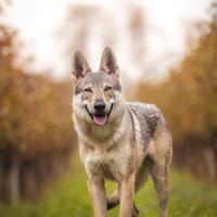Animali