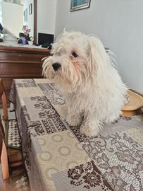 Cucciolo maltese