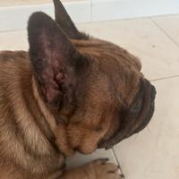Bulldog francese