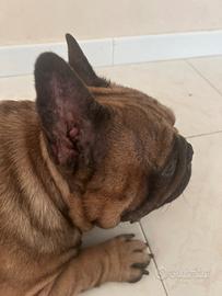 Bulldog francese