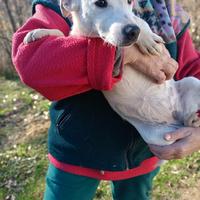 Cucciolona jack Russell