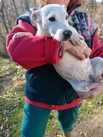 Cucciolona jack Russell