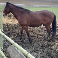 Cavallo stallone intero