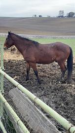 Cavallo stallone intero