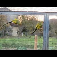 Coppia parrocchetto dal collare pezzata