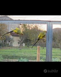 Coppia parrocchetto dal collare pezzata
